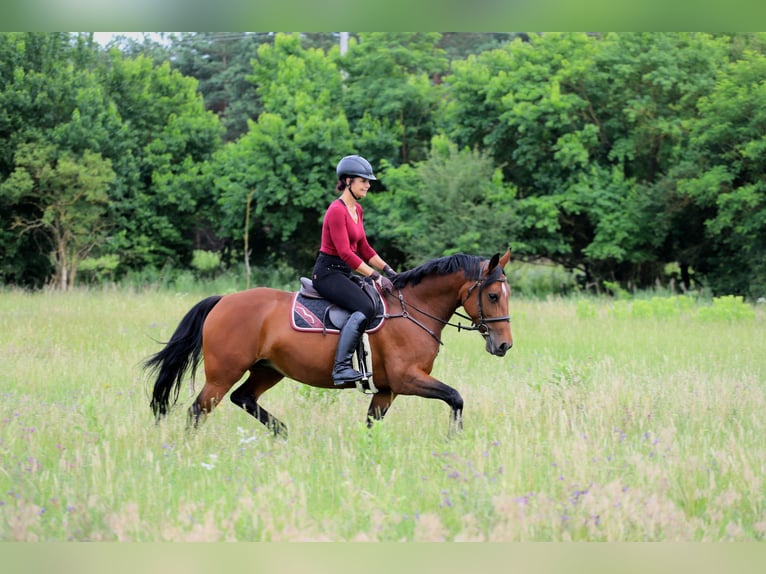 Hongaars sportpaard Mix Merrie 10 Jaar 160 cm Roodbruin in Gönyű