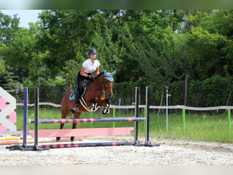 Hongaars sportpaard Mix Merrie 10 Jaar 160 cm Roodbruin in Gönyű