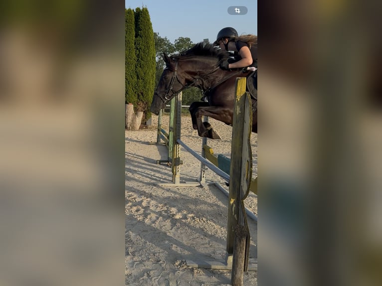 Hongaars sportpaard Merrie 10 Jaar 160 cm Zwart in Neuhofen an der Ybbs