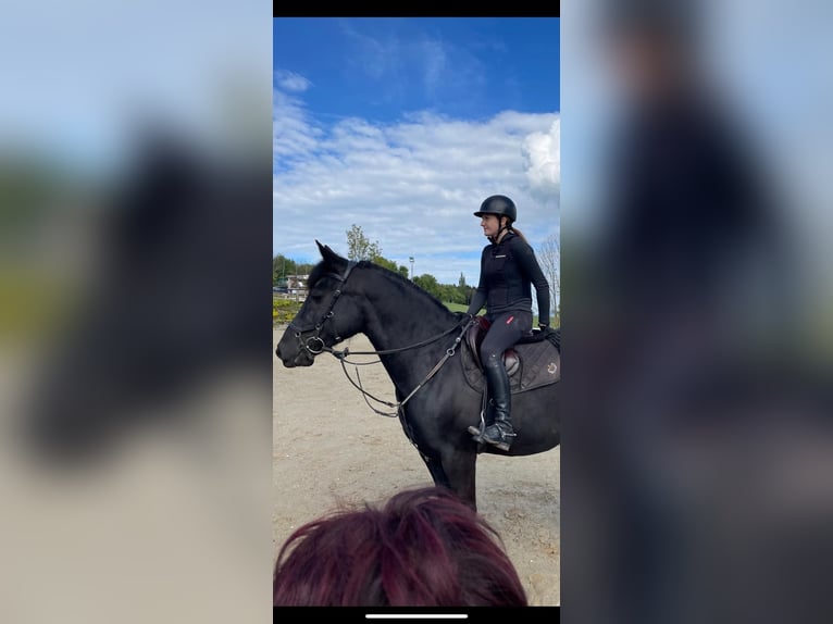 Hongaars sportpaard Merrie 10 Jaar 160 cm Zwart in Neuhofen an der Ybbs