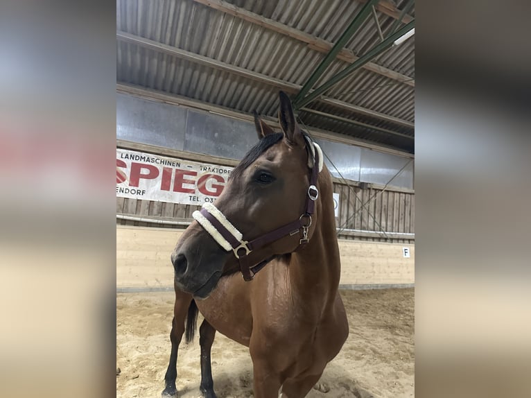 Hongaars sportpaard Mix Merrie 10 Jaar 162 cm Roodbruin in Pöllau