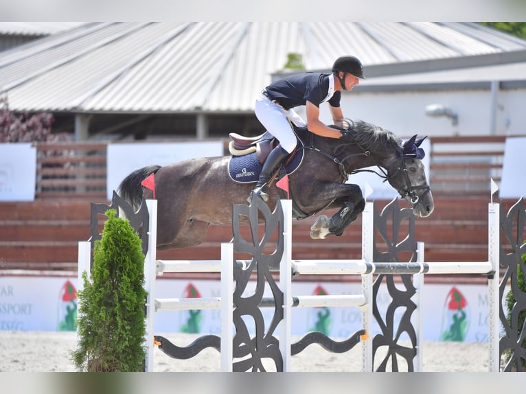Hongaars sportpaard Merrie 10 Jaar 163 cm Schimmel in Taszár