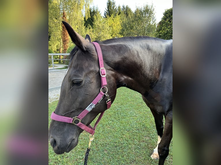 Hongaars sportpaard Merrie 10 Jaar 165 cm Zwartbruin in Schwasdorf