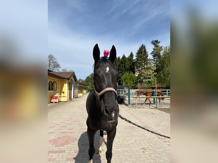 Hongaars sportpaard Merrie 10 Jaar 165 cm Zwartbruin in Schwasdorf