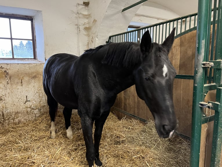 Hongaars sportpaard Merrie 10 Jaar 165 cm Zwartbruin in Schwasdorf