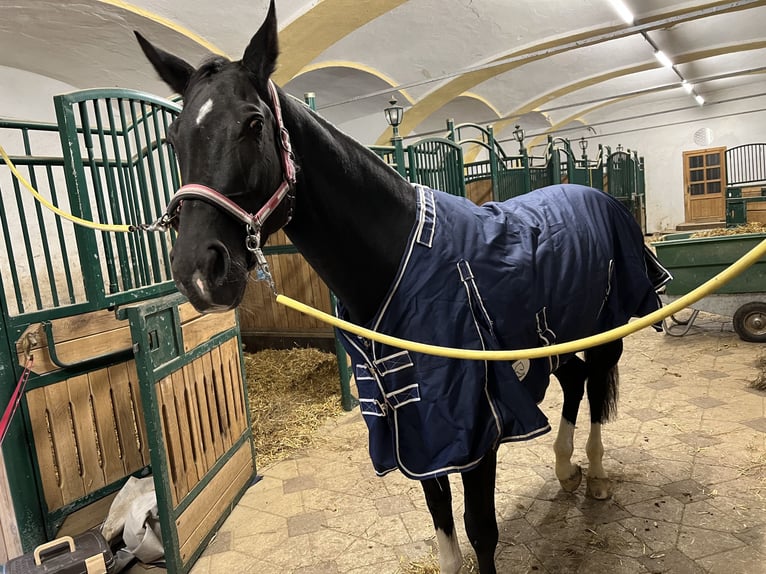 Hongaars sportpaard Merrie 10 Jaar 165 cm Zwartbruin in Schwasdorf