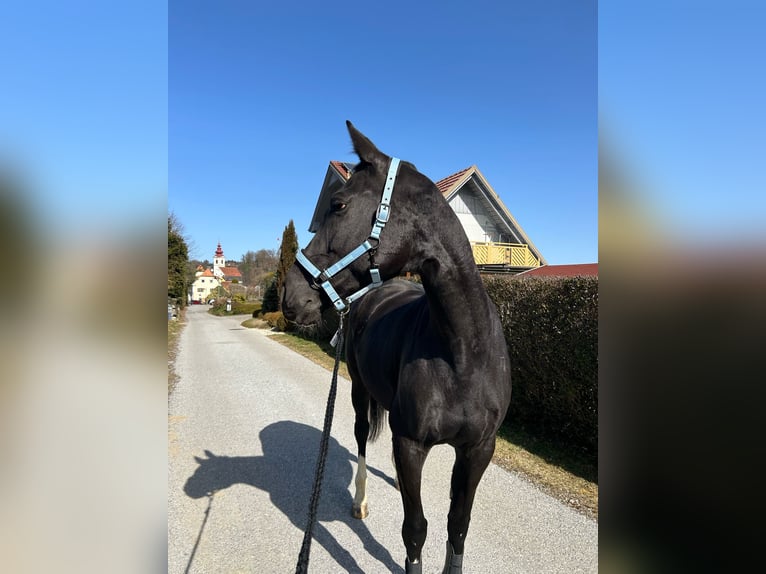 Hongaars sportpaard Merrie 10 Jaar 165 cm Zwartbruin in Schwasdorf
