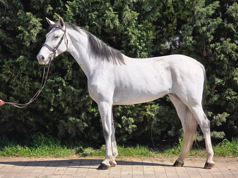 Hongaars sportpaard Merrie 10 Jaar 173 cm Schimmel in bekes