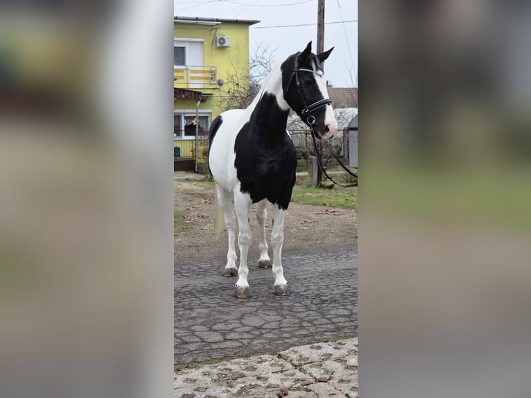 Hongaars sportpaard Merrie 10 Jaar 175 cm Gevlekt-paard in Békéscsaba