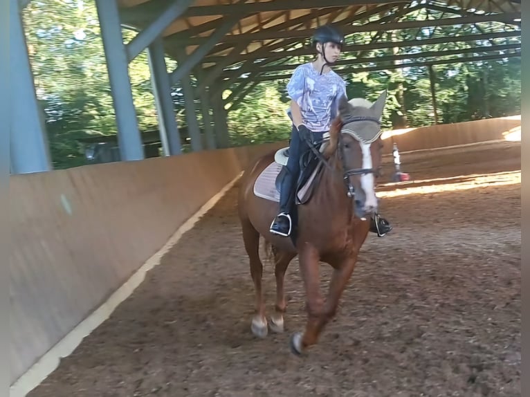 Hongaars sportpaard Merrie 11 Jaar 148 cm Vos in Perschling