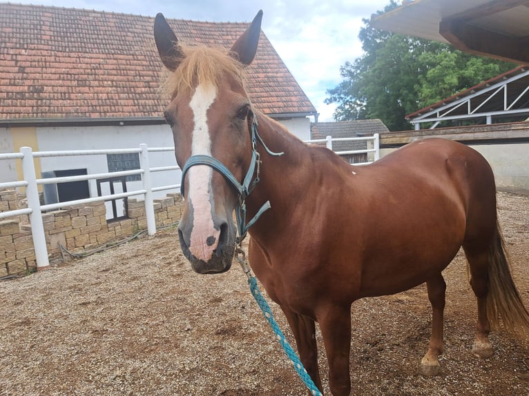 Hongaars sportpaard Merrie 11 Jaar 148 cm Vos in Langmannersdorf
