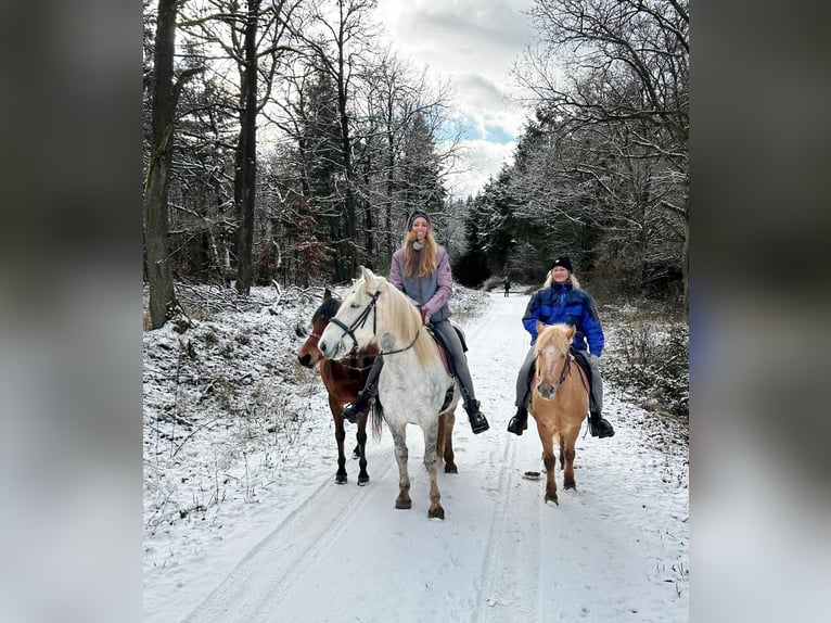 Hongaars sportpaard Mix Merrie 11 Jaar 150 cm Schimmel in Hundsbach