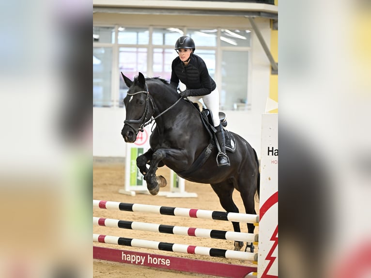 Hongaars sportpaard Merrie 11 Jaar 166 cm Zwart in Tragwein