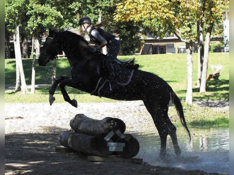 Hongaars sportpaard Merrie 11 Jaar 166 cm Zwart in Tragwein