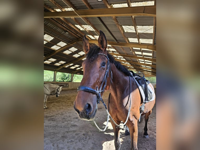 Hongaars sportpaard Merrie 11 Jaar 168 cm Donkerbruin in Breitenfurt bei Wien