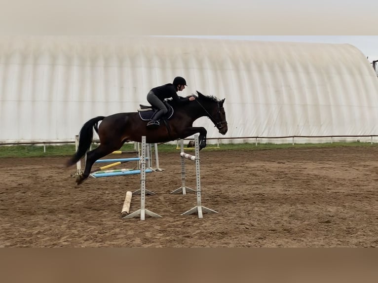 Hongaars sportpaard Merrie 11 Jaar 168 cm in Gödöllő