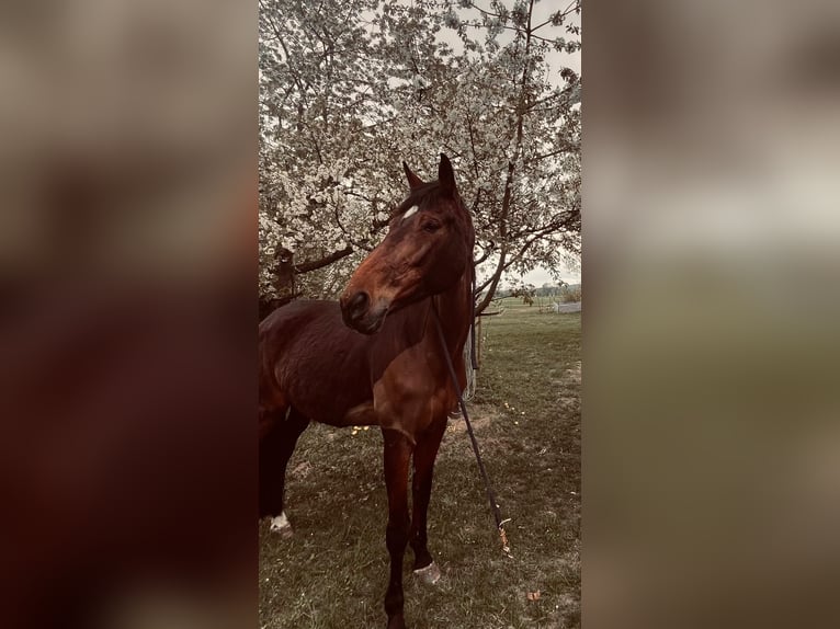 Hongaars sportpaard Merrie 11 Jaar 172 cm Bruin in Kassow