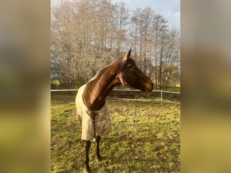 Hongaars sportpaard Merrie 11 Jaar 172 cm Bruin in Kassow