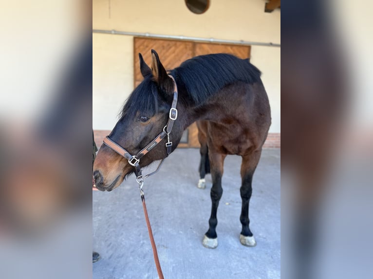 Hongaars sportpaard Mix Merrie 11 Jaar 178 cm Donkerbruin in Győr