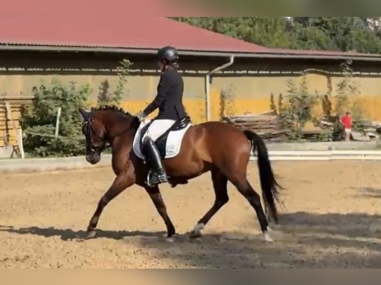 Hongaars sportpaard Merrie 12 Jaar 130 cm Bruin in FeistritzbergLangenwang