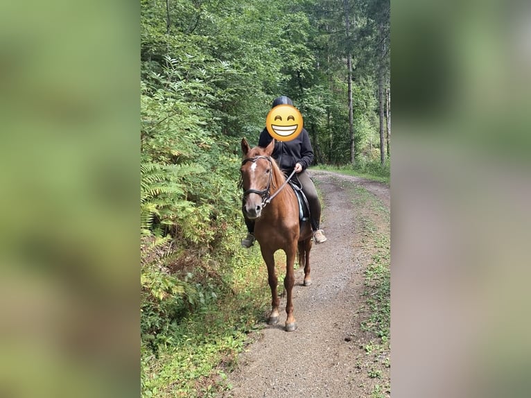 Hongaars sportpaard Merrie 12 Jaar 148 cm  in Wolfach