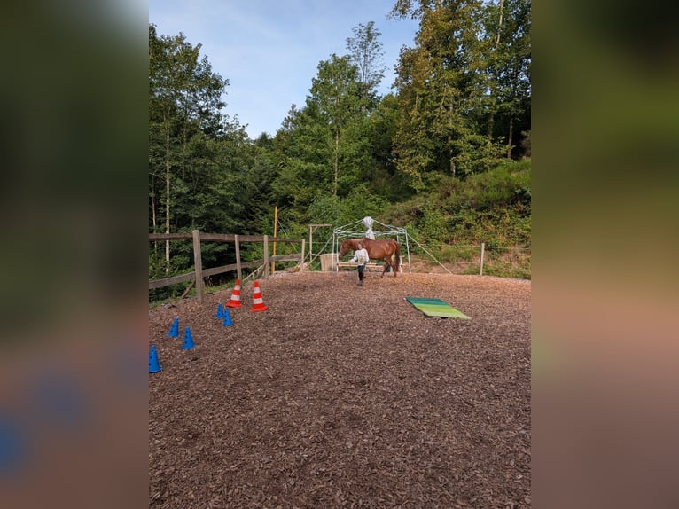 Hongaars sportpaard Merrie 12 Jaar 148 cm  in Wolfach