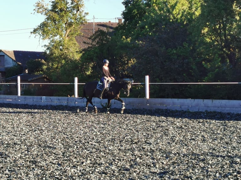 Hongaars sportpaard Merrie 12 Jaar 160 cm Zwart in Rottweil