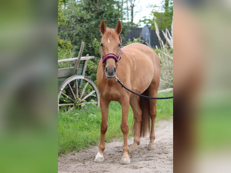 Hongaars sportpaard Merrie 12 Jaar 162 cm Vos in Niederkassel