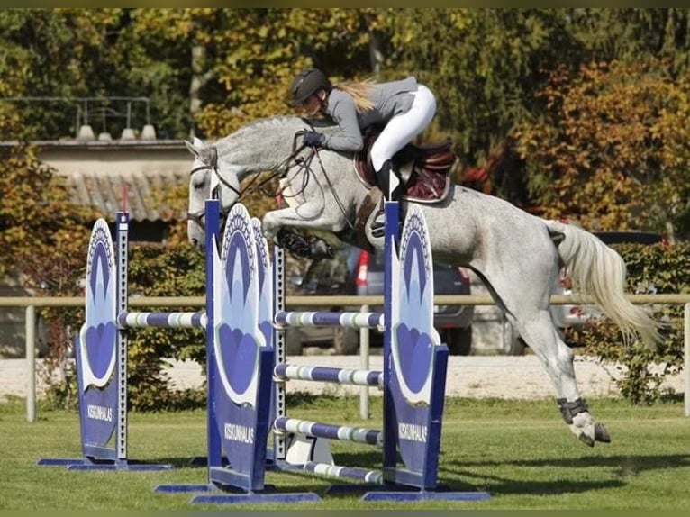 Hongaars sportpaard Merrie 12 Jaar 164 cm Schimmel in Békéscsaba