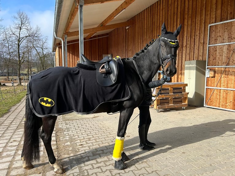 Hongaars sportpaard Merrie 12 Jaar 165 cm Zwart in Gro&#xDF;bottwar
