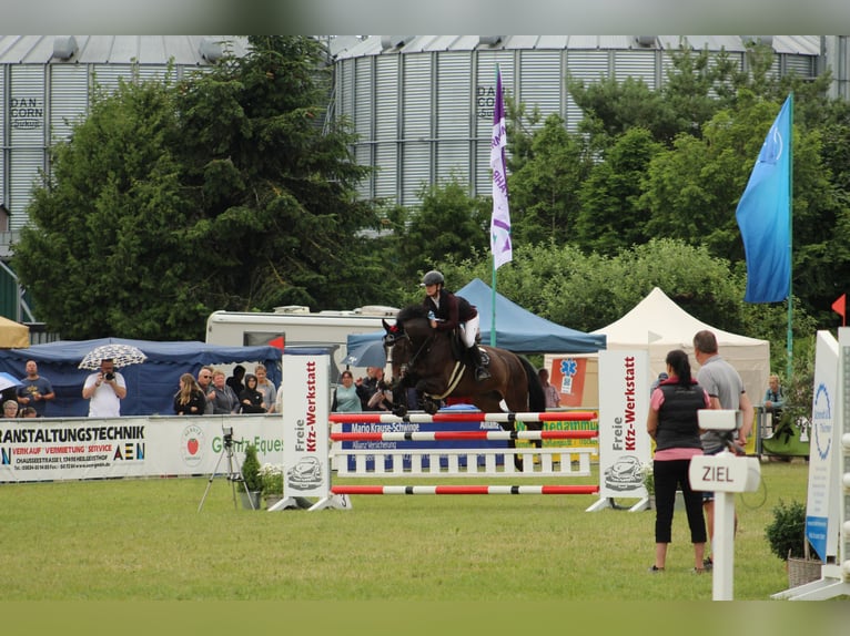 Hongaars sportpaard Merrie 12 Jaar 167 cm Zwartbruin in Damm