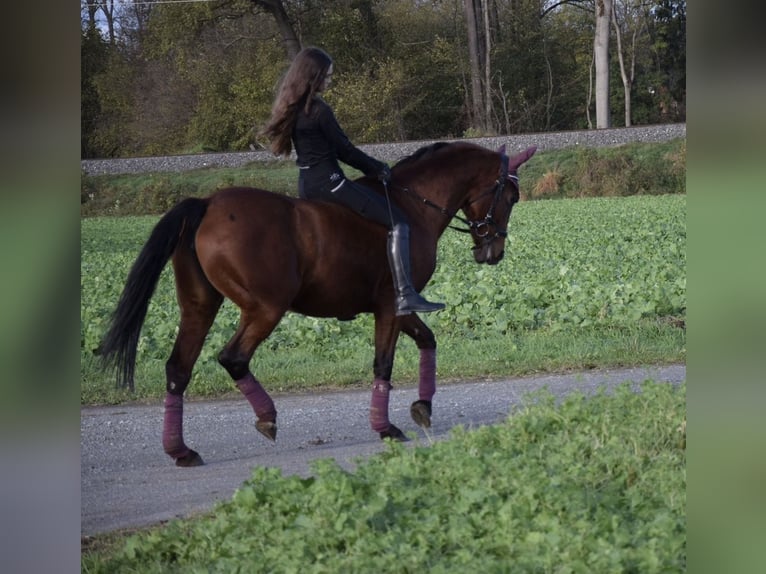 Hongaars sportpaard Mix Merrie 13 Jaar 153 cm Bruin in Schwanberg
