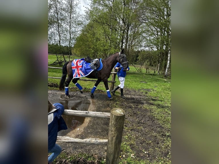 Hongaars sportpaard Merrie 13 Jaar 163 cm Zwart in Dahlenburg