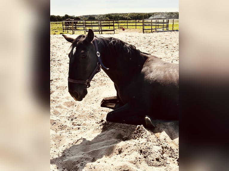 Hongaars sportpaard Merrie 13 Jaar 163 cm Zwart in Dahlenburg