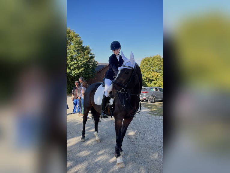 Hongaars sportpaard Merrie 13 Jaar 167 cm Bruin in Purgstall