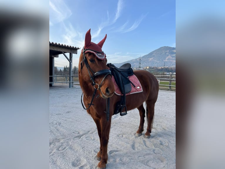 Hongaars sportpaard Merrie 14 Jaar 154 cm Vos in Bludenz