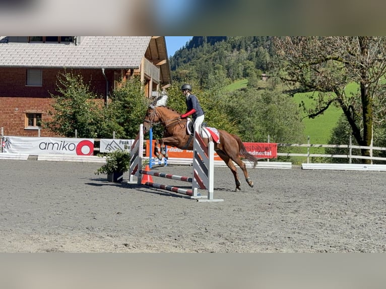 Hongaars sportpaard Merrie 14 Jaar 154 cm Vos in Bludenz