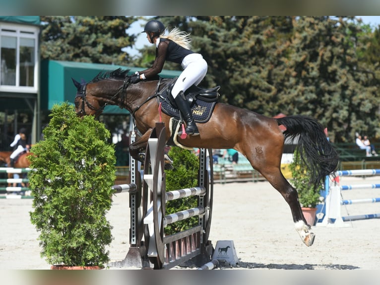 Hongaars sportpaard Merrie 14 Jaar 171 cm Donkerbruin in GYOR
