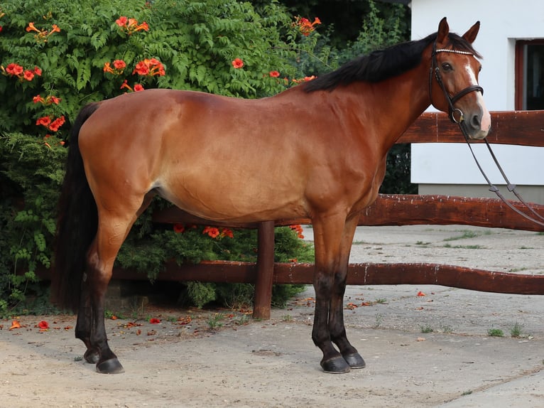 Hongaars sportpaard Merrie 15 Jaar 162 cm Roodbruin in Vác