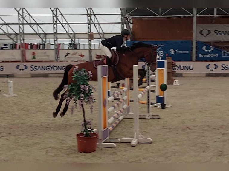 Hongaars sportpaard Merrie 15 Jaar 162 cm Roodbruin in Vác