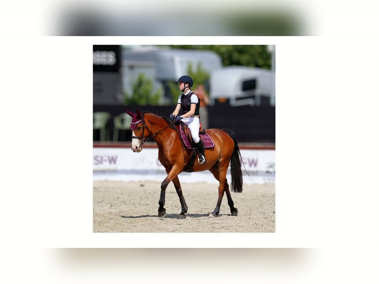 Hongaars sportpaard Merrie 15 Jaar 164 cm Bruin in Vác