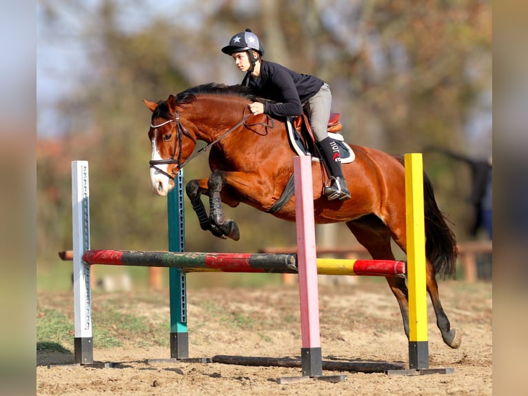 Hongaars sportpaard Merrie 15 Jaar 164 cm Bruin in Vác