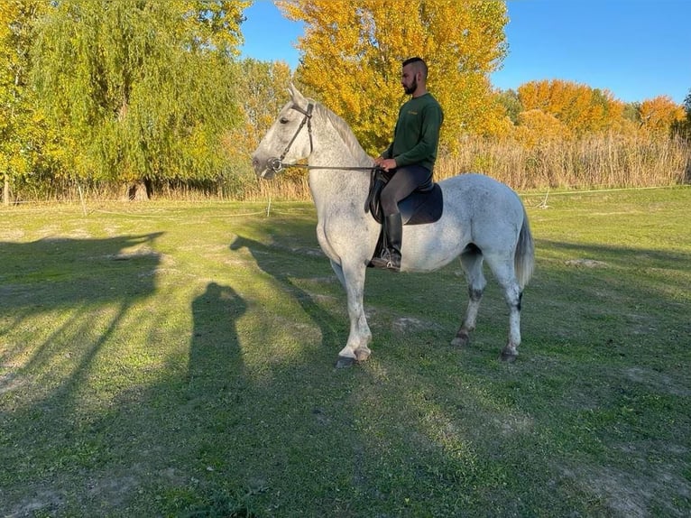 Hongaars sportpaard Merrie 15 Jaar 165 cm Wit in Tass