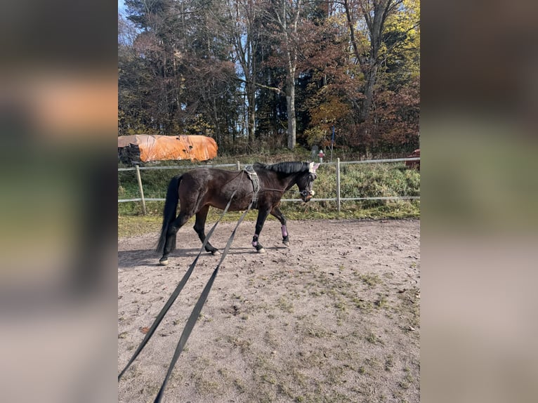 Hongaars sportpaard Merrie 16 Jaar 155 cm Bruin in Rickenbach