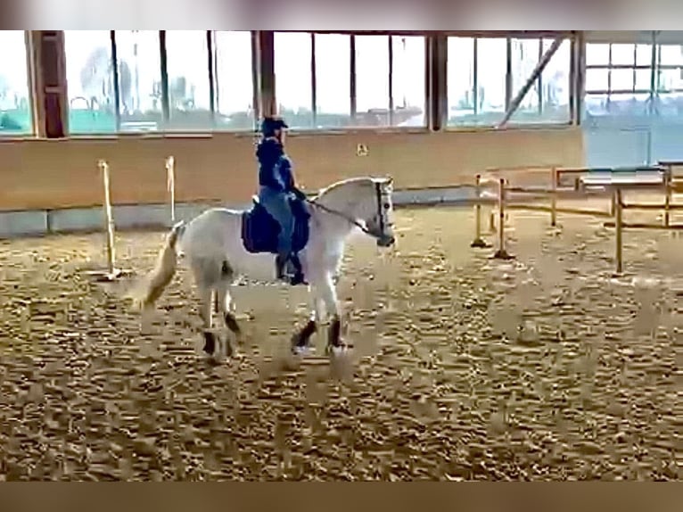 Hongaars sportpaard Merrie 16 Jaar 160 cm Schimmel in Augsburg