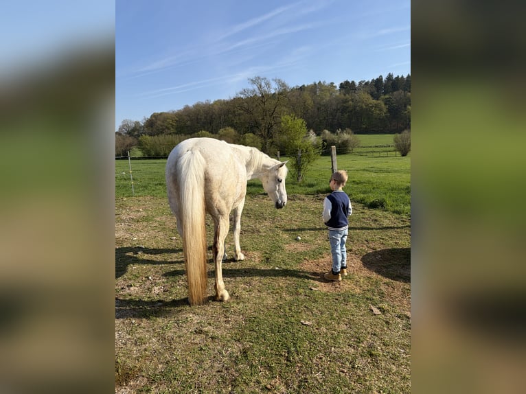 Hongaars sportpaard Merrie 16 Jaar 160 cm Schimmel in Augsburg