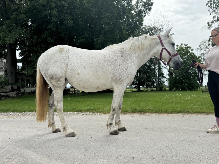 Hongaars sportpaard Merrie 16 Jaar 160 cm Schimmel in Augsburg