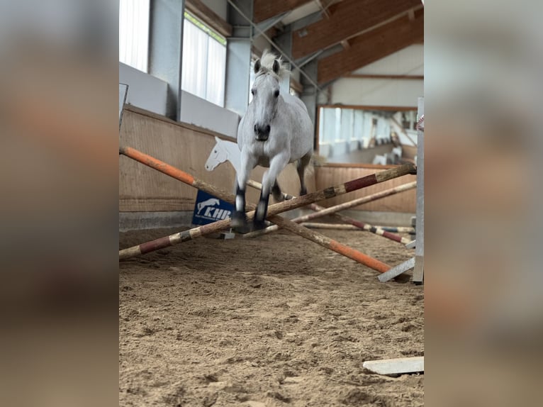 Hongaars sportpaard Merrie 16 Jaar 160 cm Schimmel in Augsburg