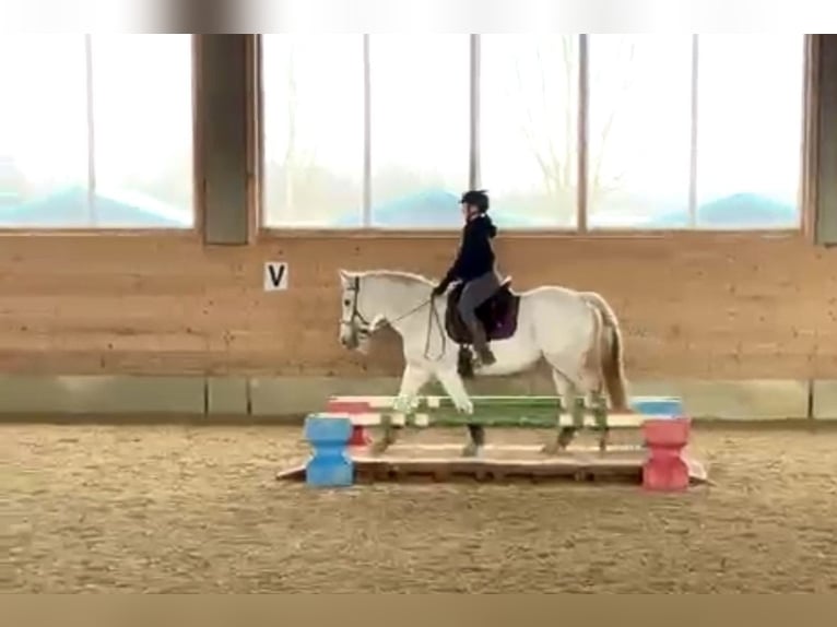 Hongaars sportpaard Merrie 16 Jaar 160 cm Schimmel in Augsburg