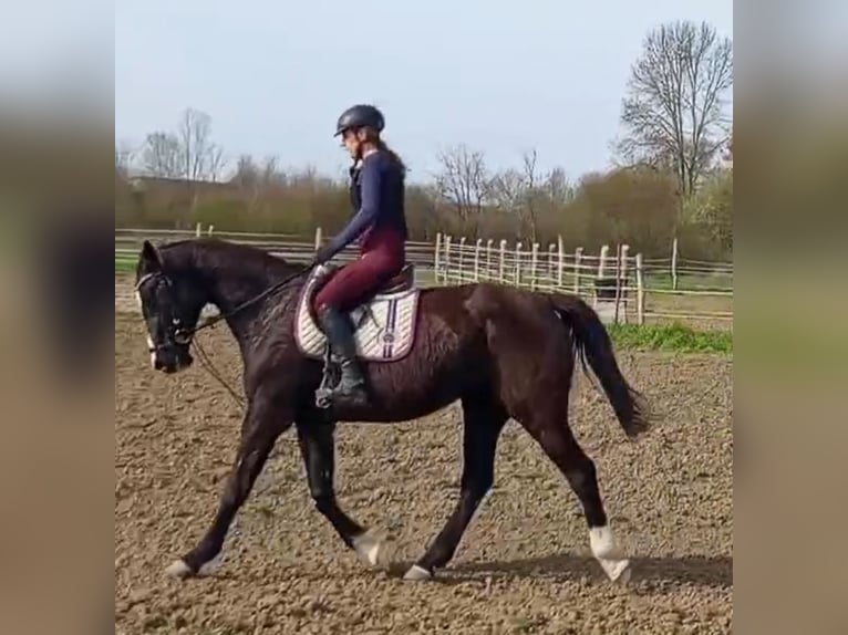 Hongaars sportpaard Merrie 16 Jaar 169 cm Zwart in Zádor